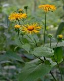 Telekia speciosa