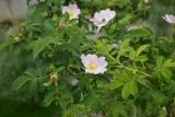 род Rosa