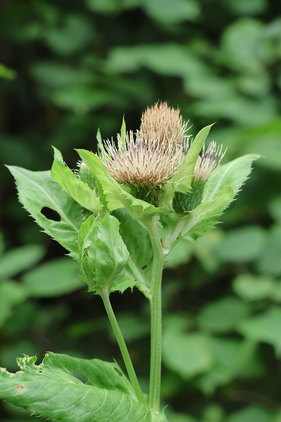 Image of Cirsium oleraceum specimen.