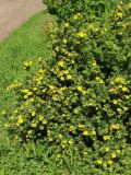 Dasiphora fruticosa. Часть кроны цветущего растения. Беларусь, Витебская обл., пос. Езерище, лужайка перед домом. 13.07.2026.