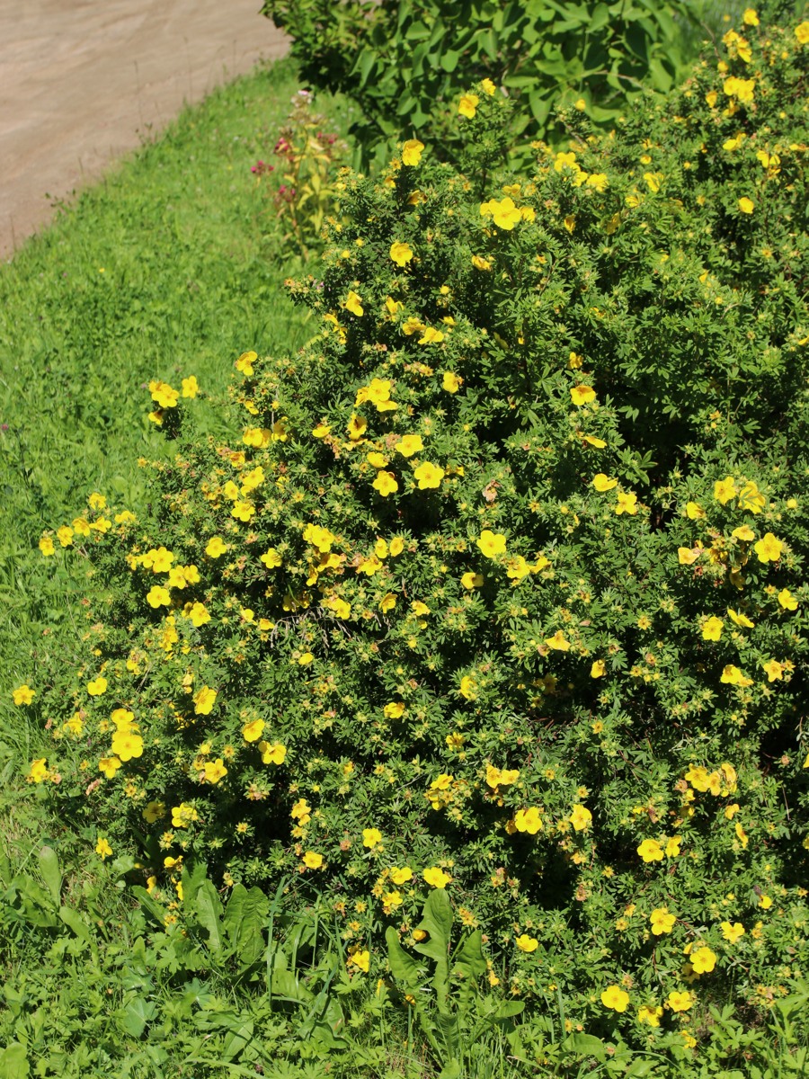 Изображение особи Dasiphora fruticosa.