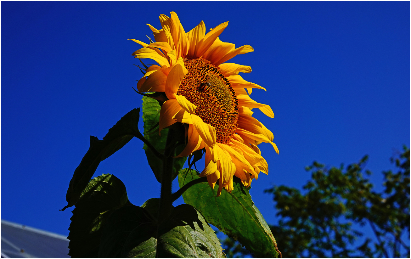 Изображение особи Helianthus annuus.