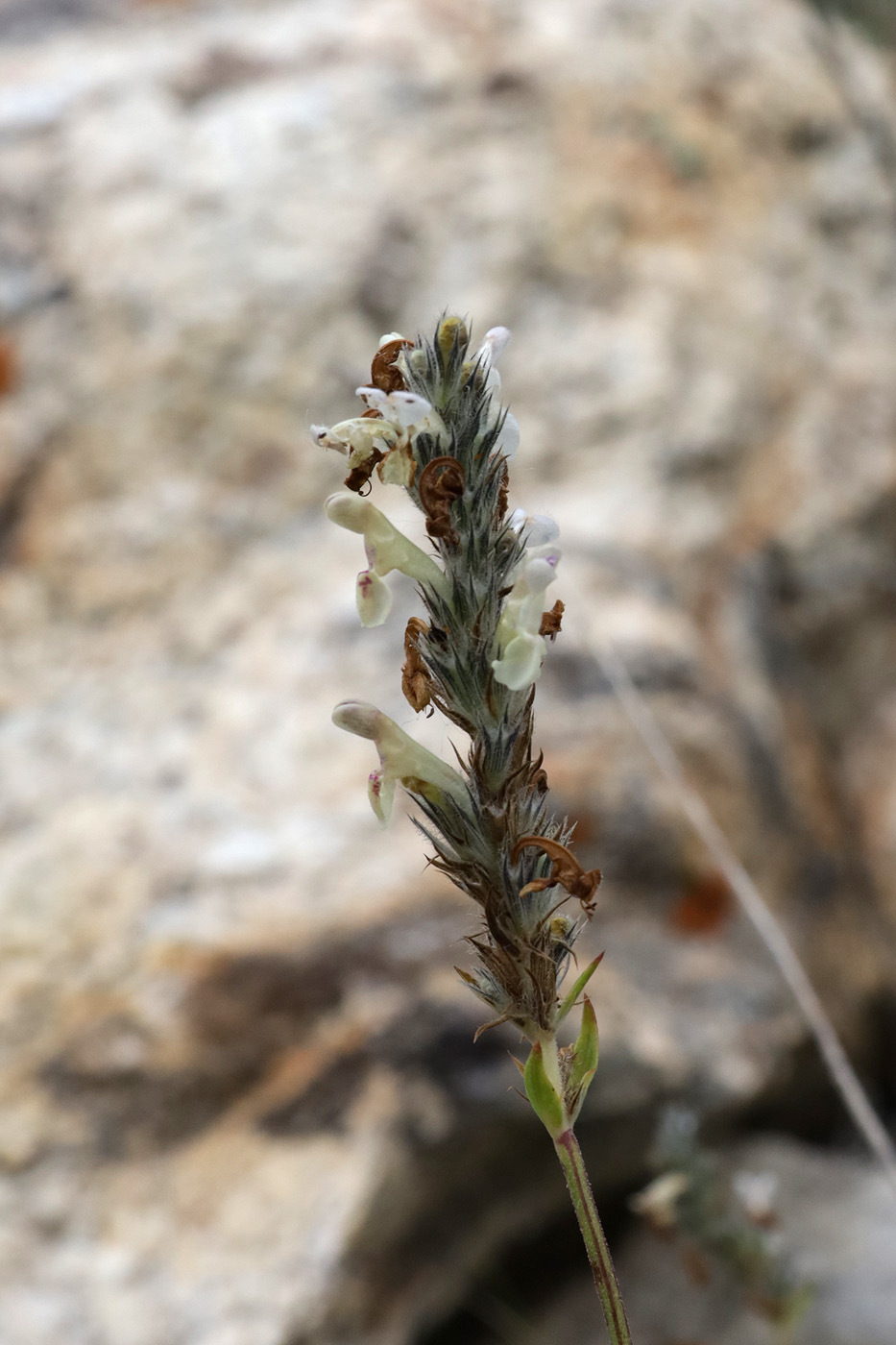 Изображение особи Nepeta podostachys.