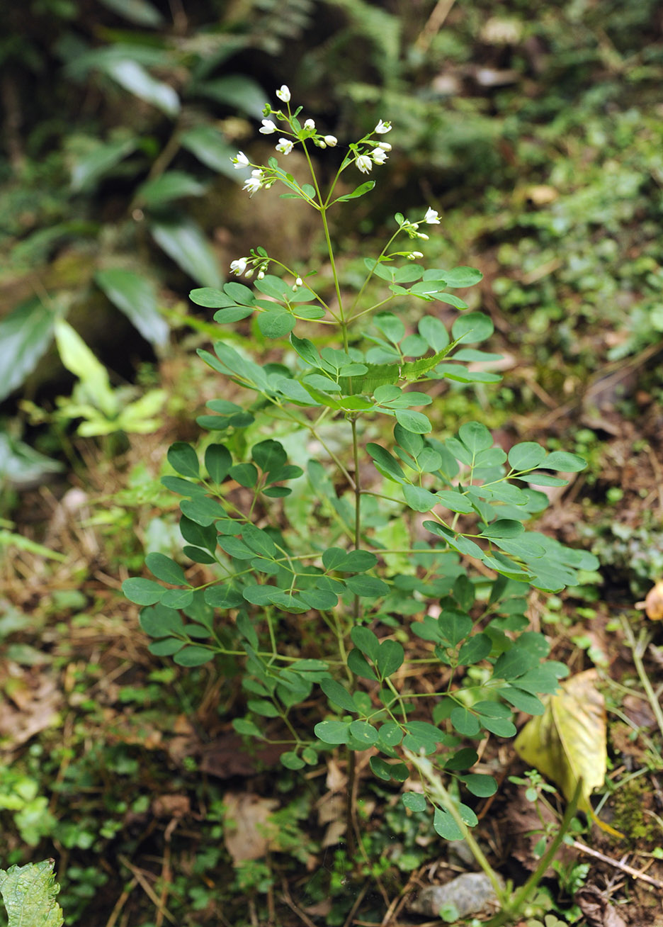Image of Unknown species specimen.