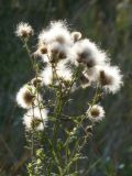 genus Cirsium. Верхушка плодоносящего растения. Республика Молдова, муниципалитет Кишинёв, г. Кодру, пустырь. 15 августа 2026 г.