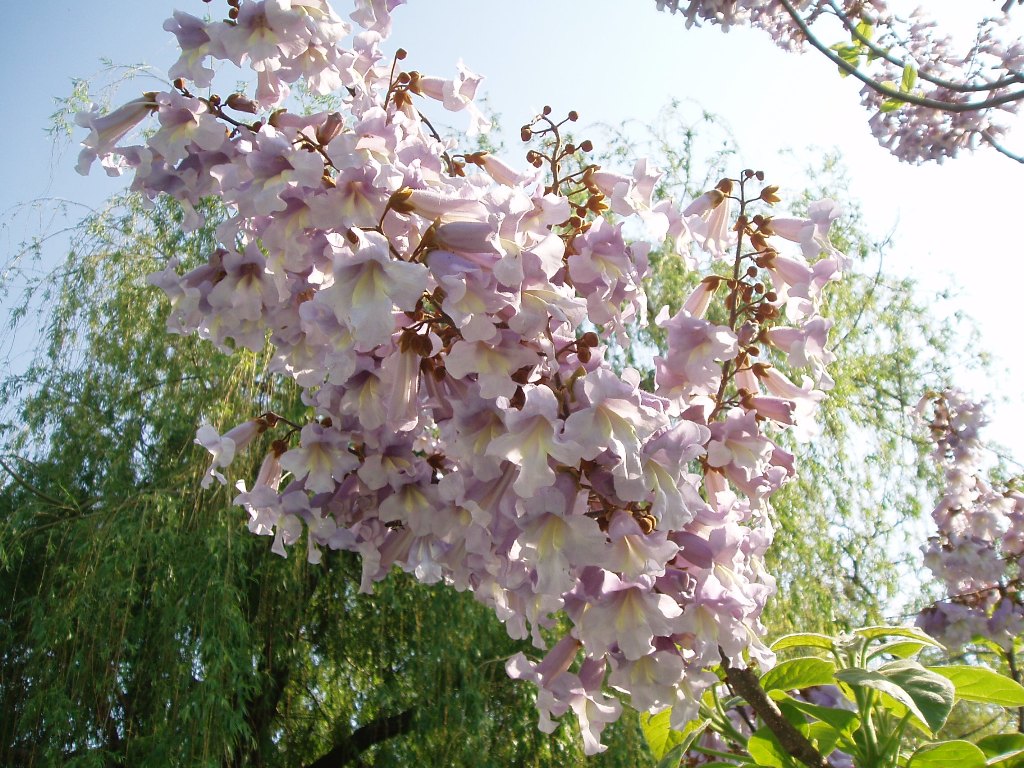 Изображение особи Paulownia tomentosa.