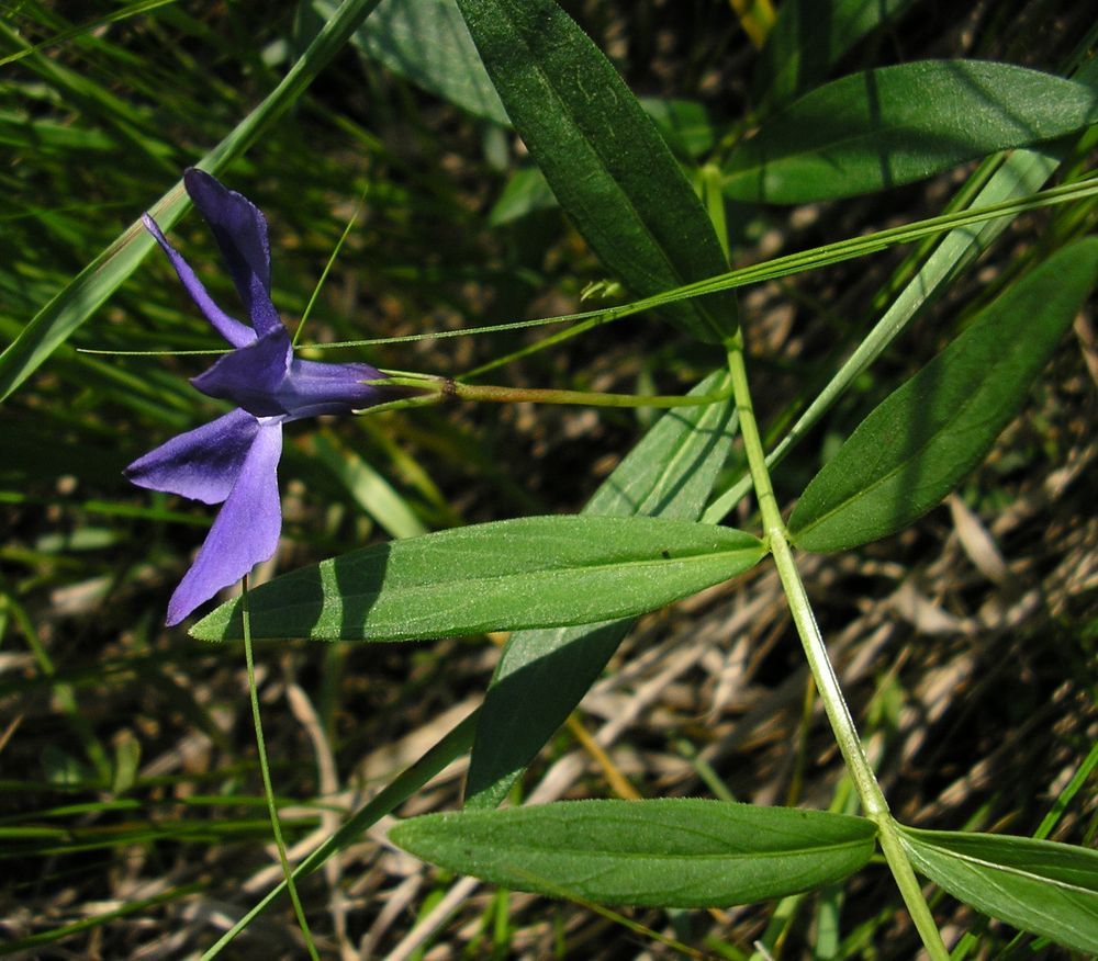 Image of Vinca herbacea specimen.