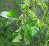 Salix myrsinifolia. Ветка с соплодиями. Ярославская обл., Некоузский р-н, окр. пос. Борок, дачный участок. 25.05.2011.