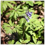 Corydalis solida