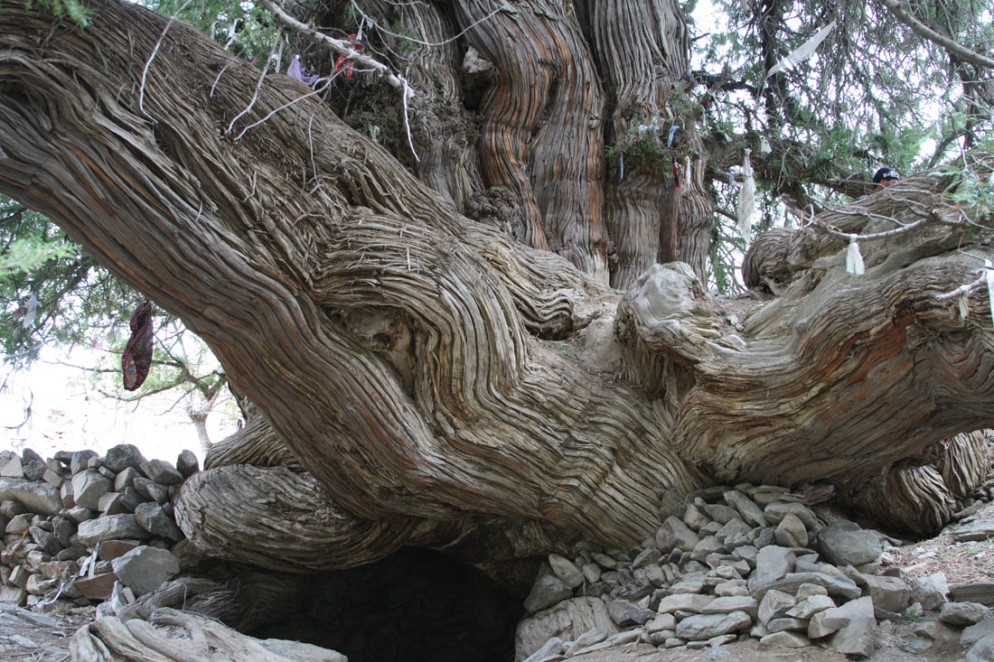 Изображение особи Platycladus orientalis.