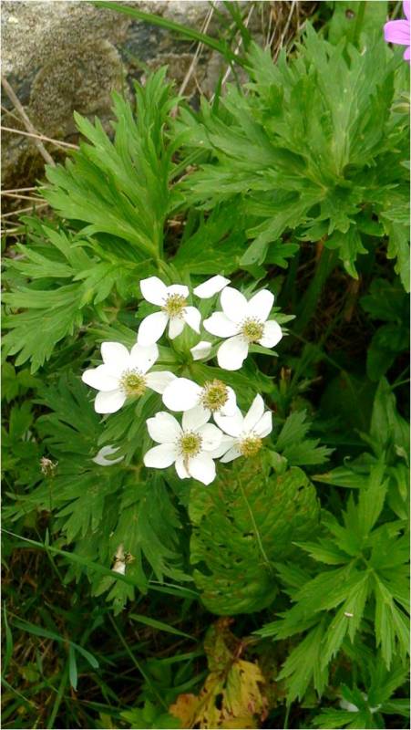 Image of Anemonastrum fasciculatum specimen.