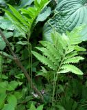 Onoclea sensibilis. Стерильные и молодые спороносные вайи. Москва, ГБС РАН. 07.07.2011.