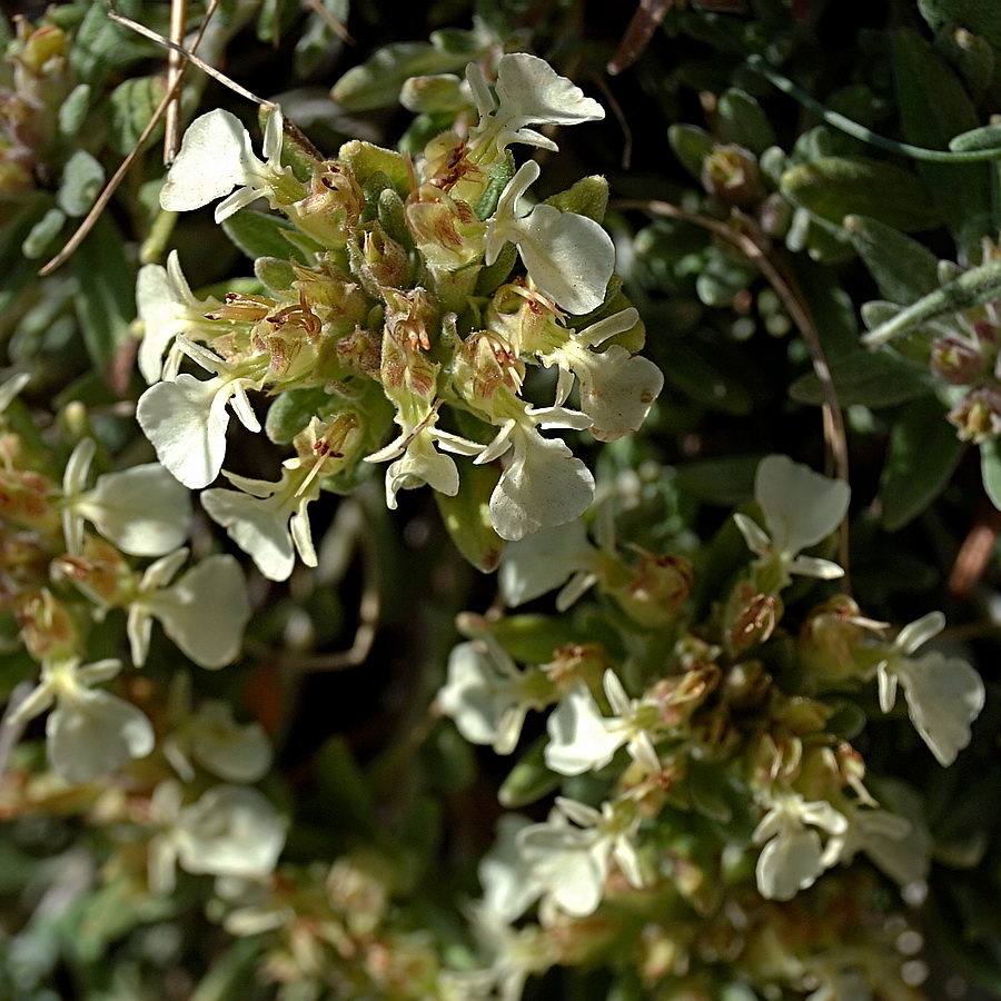 Изображение особи Teucrium jailae.