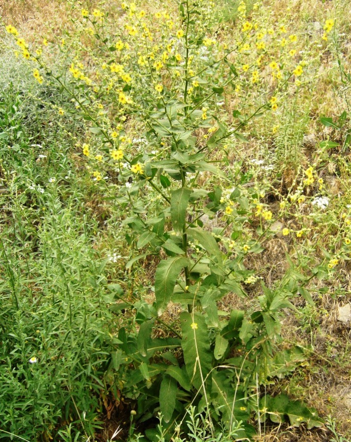 Image of Verbascum sinuatum specimen.