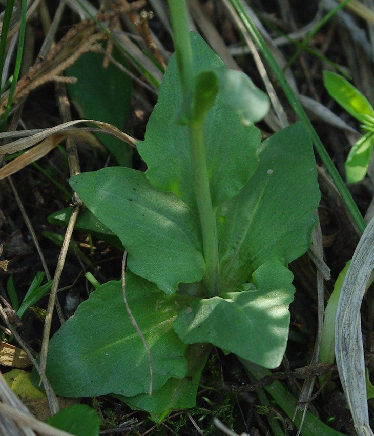 Image of Noccaea ferganensis specimen.