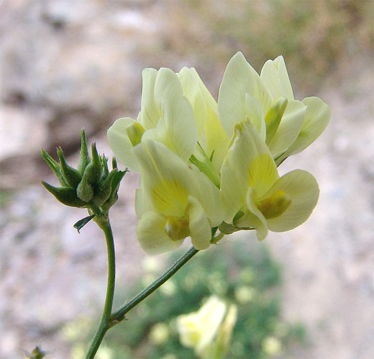 Image of Medicago glutinosa specimen.