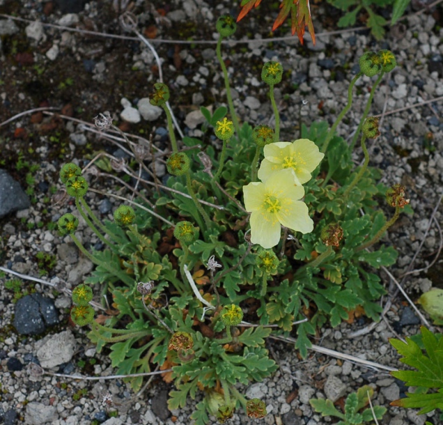 Image of Papaver miyabeanum specimen.