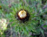 Carlina vulgaris