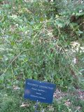 Phillyrea angustifolia. Ветви. Абхазия, г. Сухум, ботанический сад. 24 июля 2008 г.
