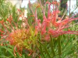 Grevillea banksii