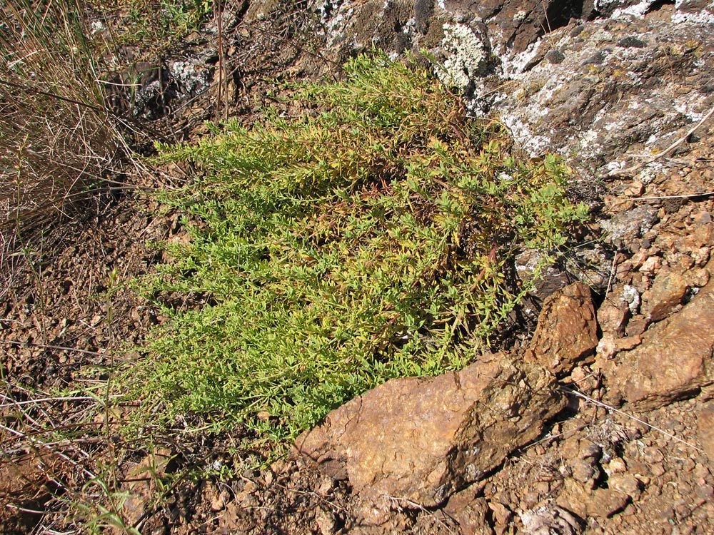 Image of Scrophularia granitica specimen.