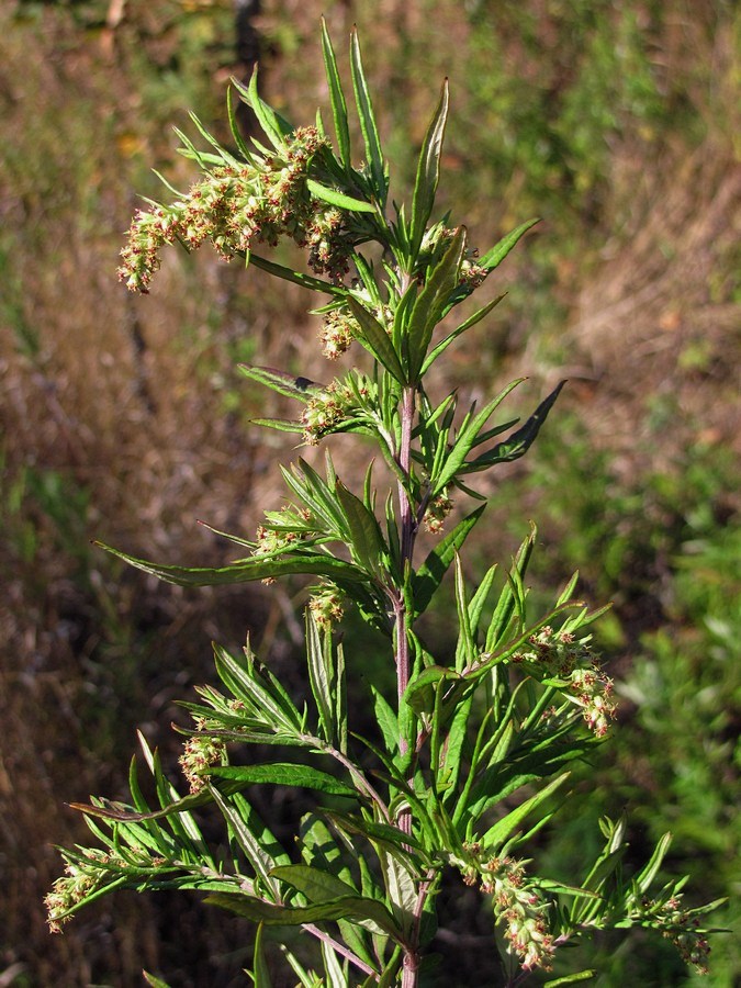 Изображение особи Artemisia verlotiorum.