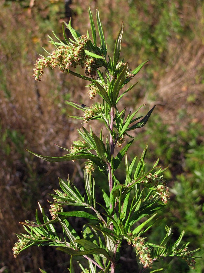 Image of Artemisia verlotiorum specimen.