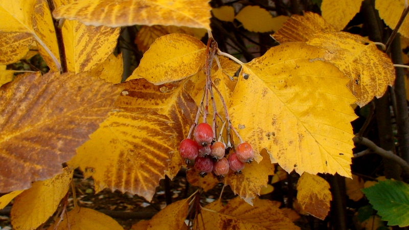Image of Sorbus hajastana specimen.