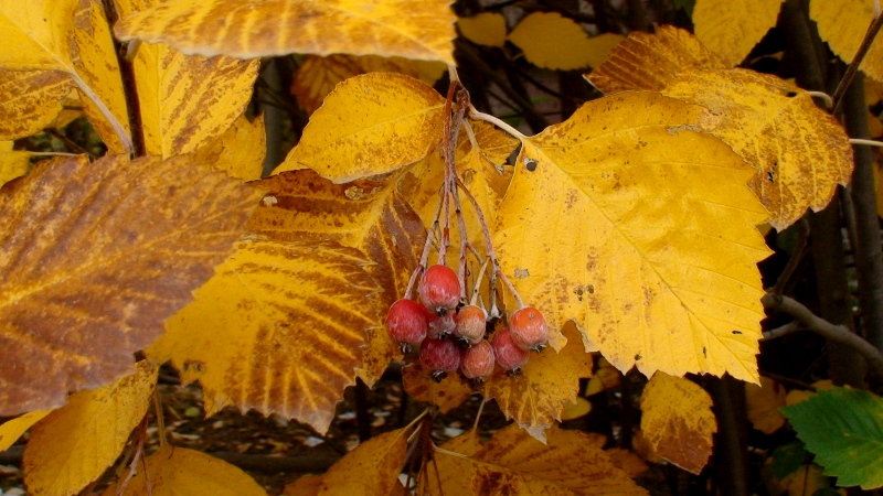 Изображение особи Sorbus hajastana.