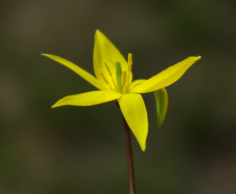 Изображение особи Tulipa scythica.