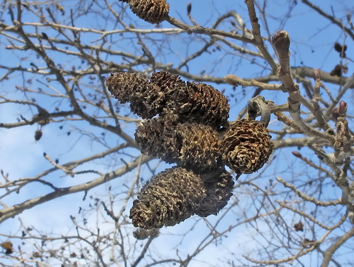 Изображение особи Alnus hirsuta.