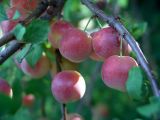 Prunus cerasifera. Ветвь с созревающими плодами. Краснодарский край, окрестности Абрау-Дюрсо, урочище \"Сухая щель\". 02.08.2005.