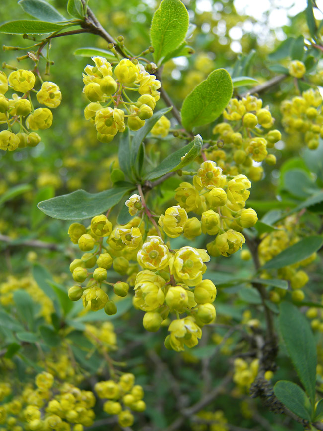 Image of Berberis vulgaris specimen.