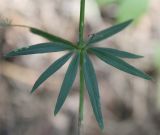 Galium paniculatum