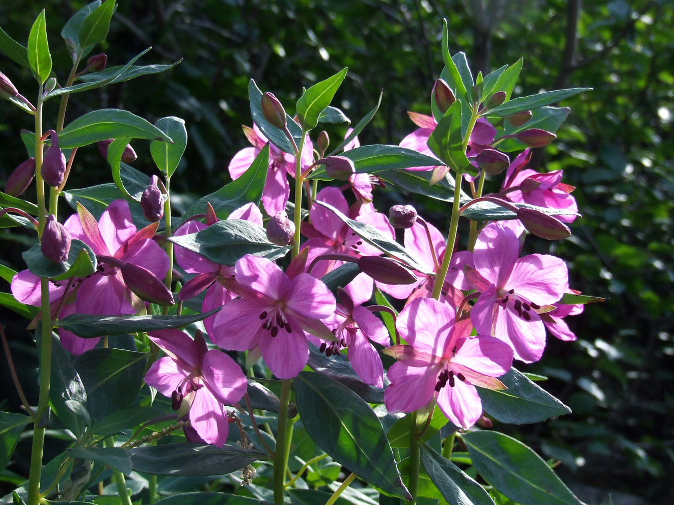 Изображение особи Chamaenerion latifolium.