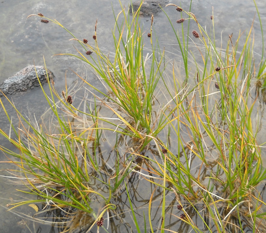 Image of Carex limosa specimen.