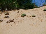 Polycarpon succulentum