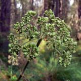 Angelica sylvestris