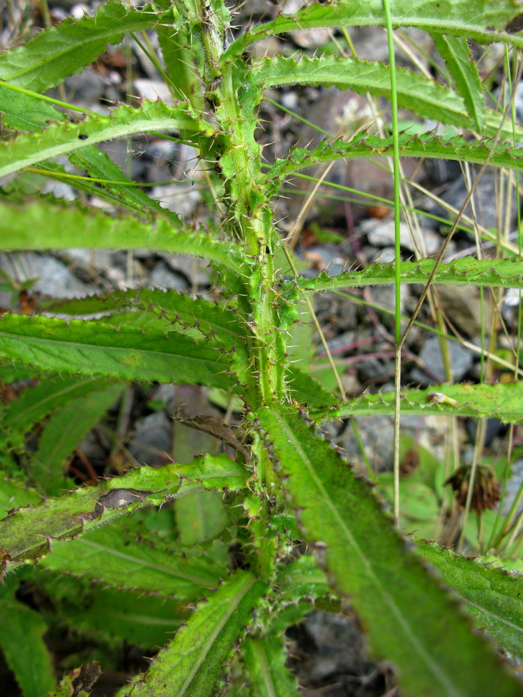 Изображение особи Cirsium komarovii.