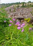 Dianthus sajanensis