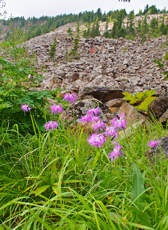 Image of Dianthus sajanensis specimen.