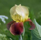 Iris × hybrida. Цветок (культивар). Московская обл., дачный участок. 07.06.2007.