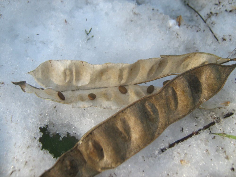 Image of Albizia julibrissin specimen.