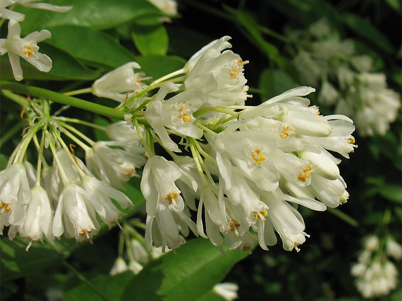 Image of Staphylea pinnata specimen.