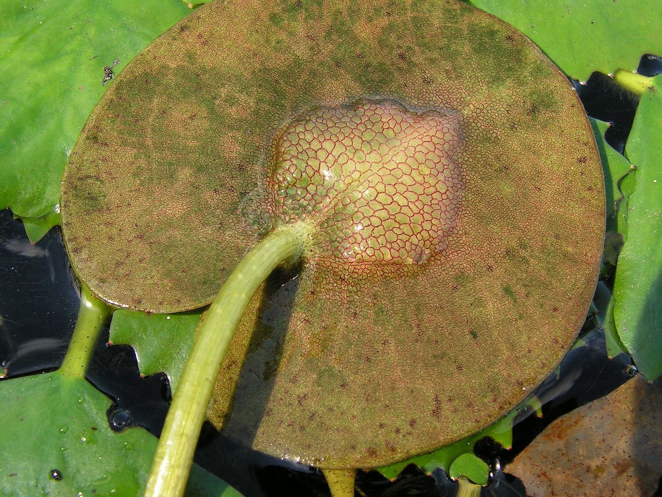 Image of Hydrocharis dubia specimen.