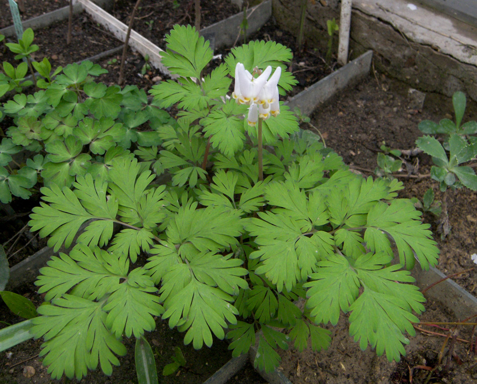 Image of Dicentra cucullaria specimen.