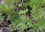 Anthriscus sylvestris