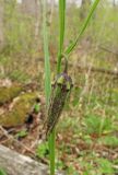 Fritillaria ussuriensis