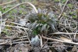 Anemonastrum crinitum