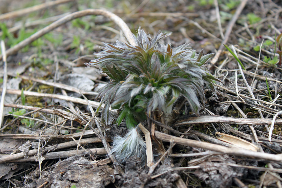 Image of Anemonastrum crinitum specimen.